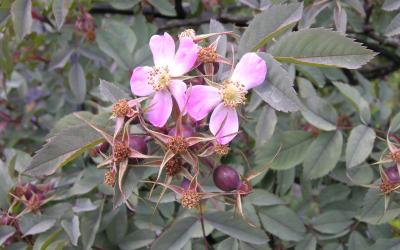 Rosa Glauca