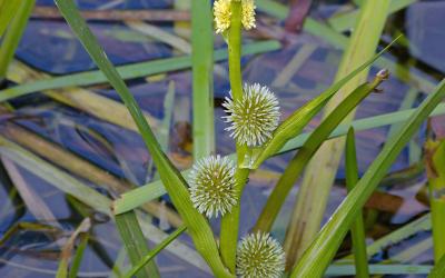 Sparganium emersum