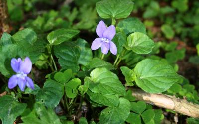 Viola riviniana
