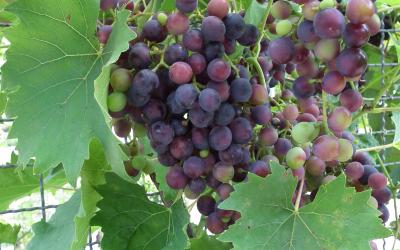 Vitis vinifera