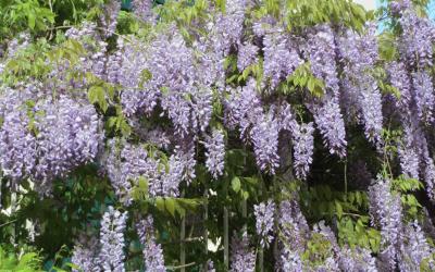 Wisteria floribunda